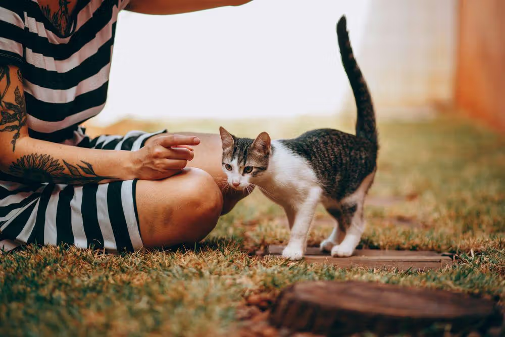 Apakah Kucing Tahu Kalau Kita Sedih? Ini Jawabannya Sedih